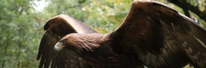 ScallyBum's profile banner image