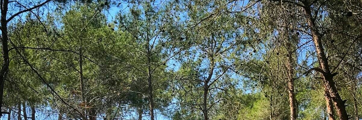 fatmacivann's profile banner image