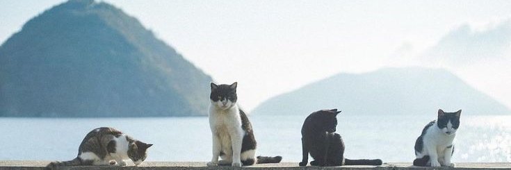 suliman salim (Ø,G) | ETHGas ⛽ banner