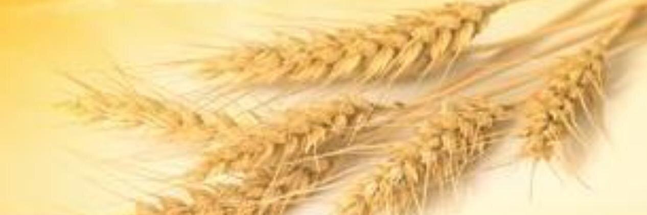 SfirahAlert's profile banner image
