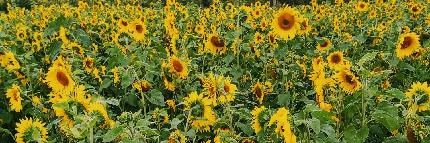 Rachel Paterson banner