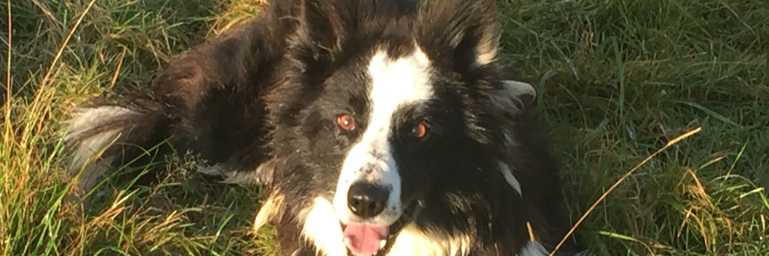 David Dickson banner