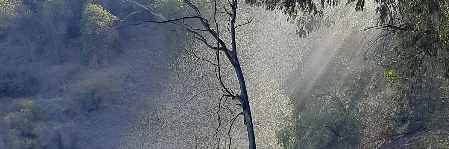 roanli74's profile banner image