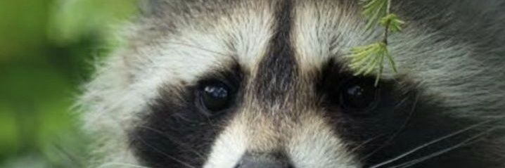 velho da canela ruim banner
