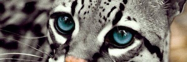 CosmoTyme's profile banner image