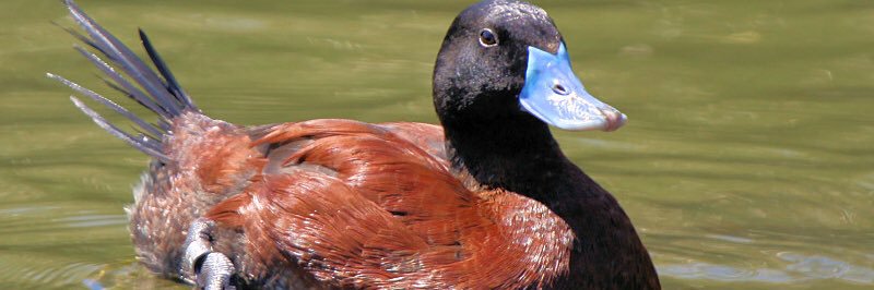 Captain Wa Meli ya Sumu (بو هلال) banner