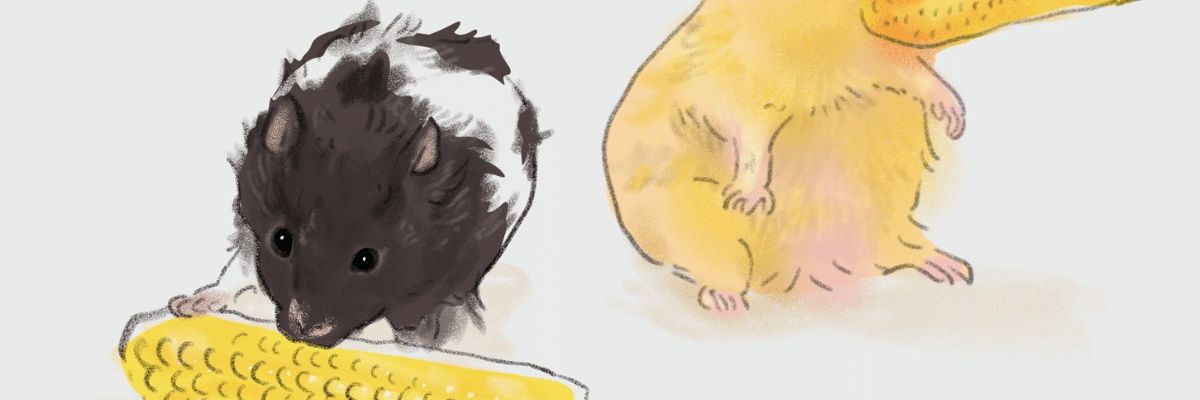 H_Su_i's profile banner image