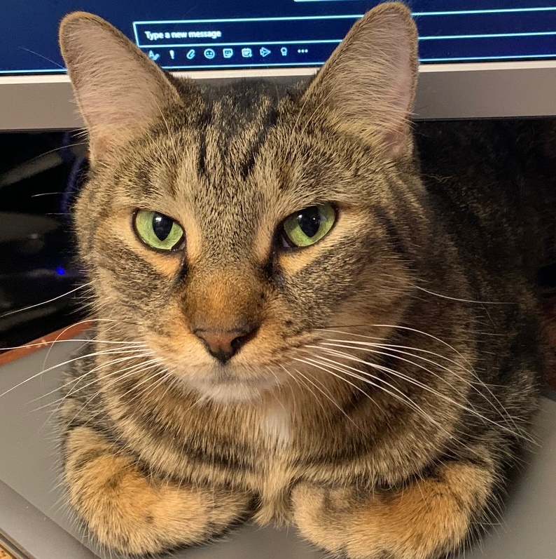 Spankenheim💀🐔👻✨💭🐟🐭🏁🍒 banner