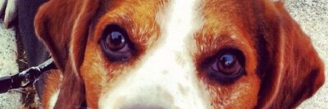 dani11gf's profile banner image