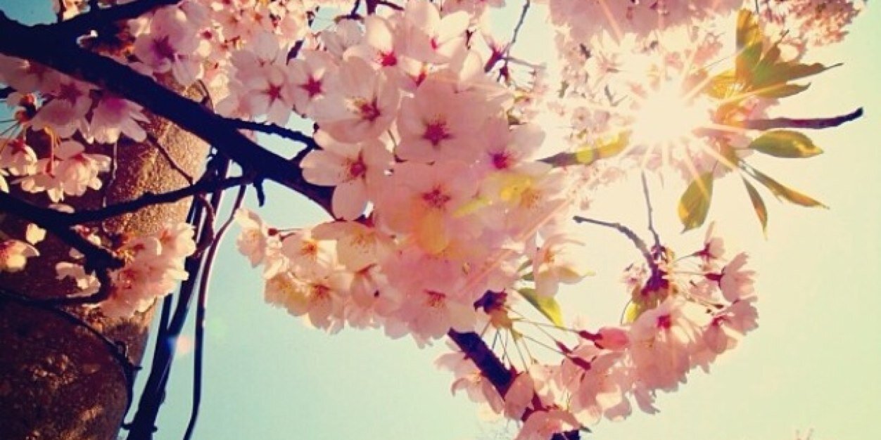 LauraaLingmont's profile banner image