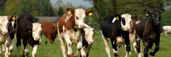 Eco_Fields Profile Banner