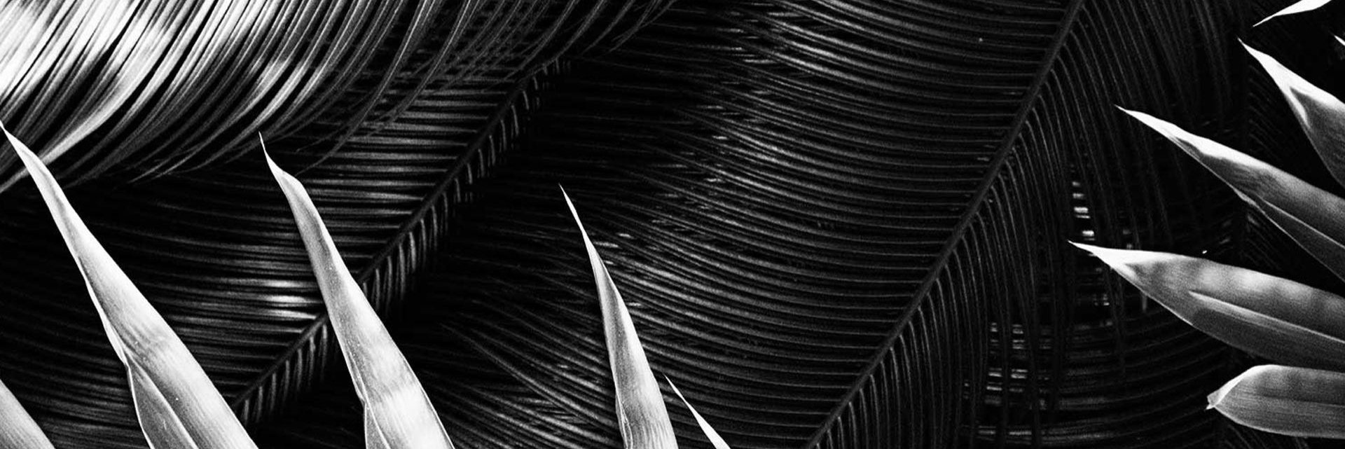 TrishaMink's profile banner image