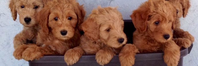 puppylovedaily's profile banner image