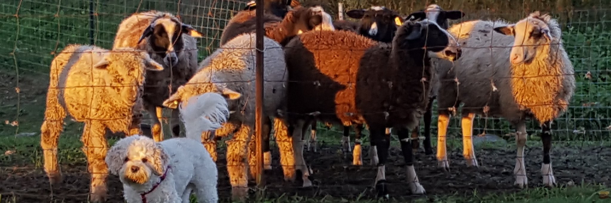 Wendie Thompson banner