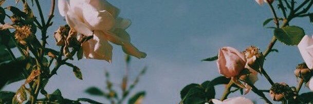 cherrypickings's profile banner image