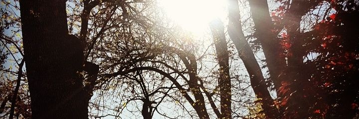 dlmcflores's profile banner image