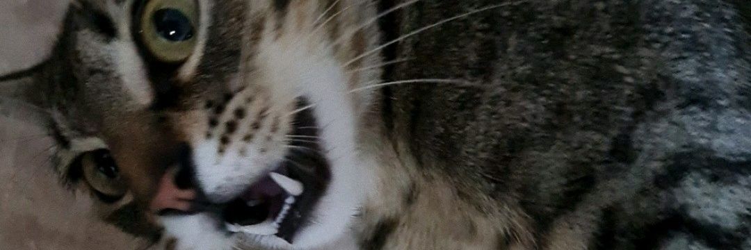 TomasScheller's profile banner image
