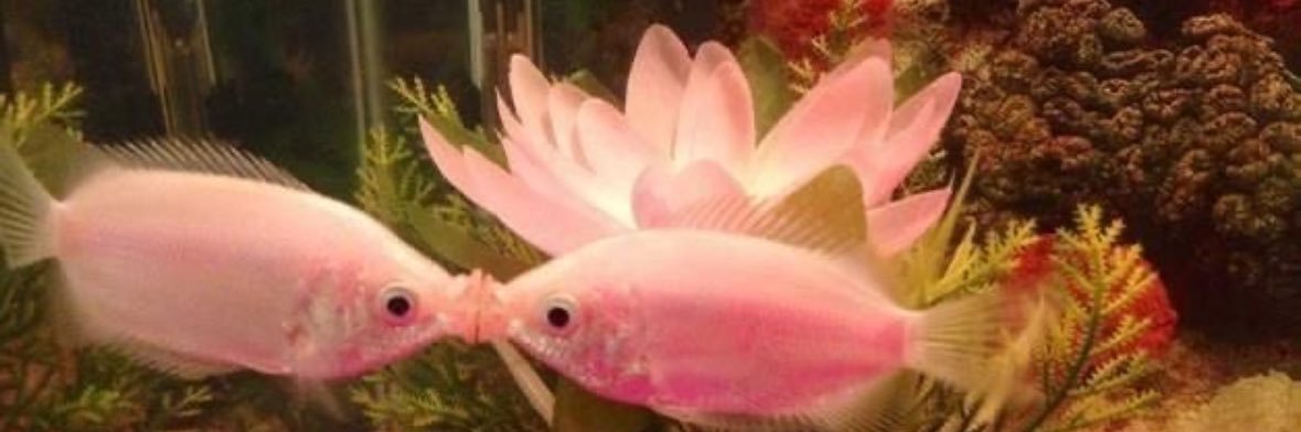 Amanda‎ banner