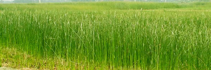 phamvanbinh86's profile banner image
