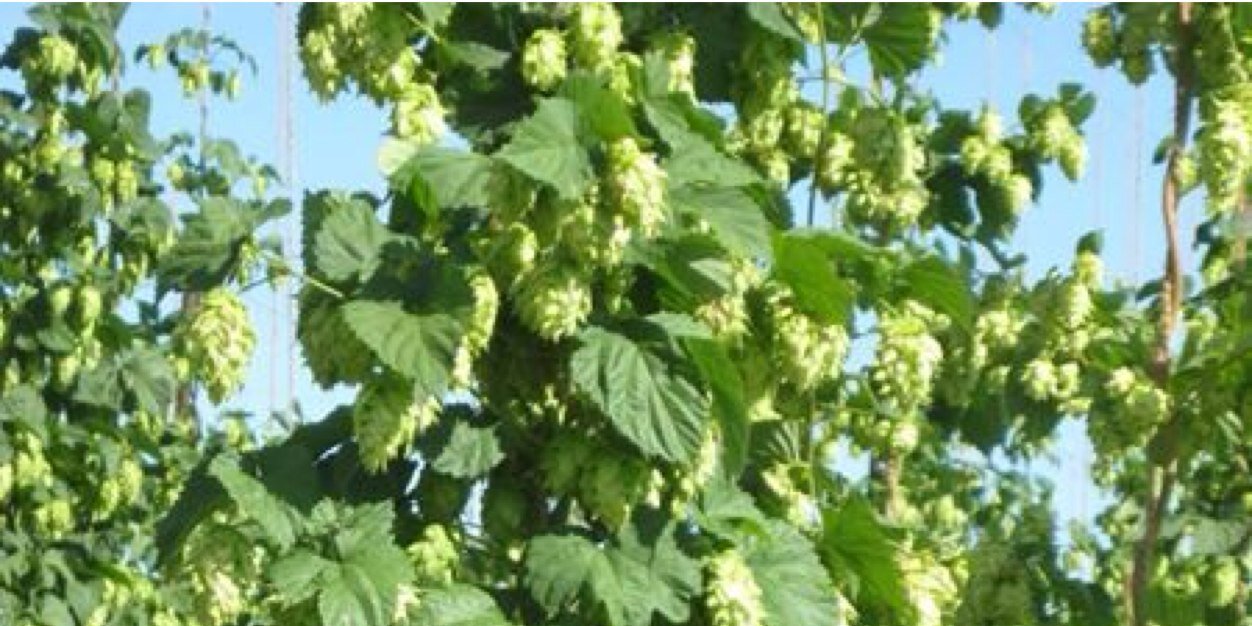 HoparazziBrew's profile banner image