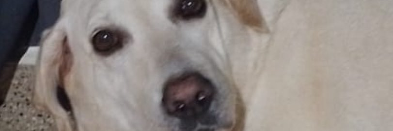 fransoltermann's profile banner image