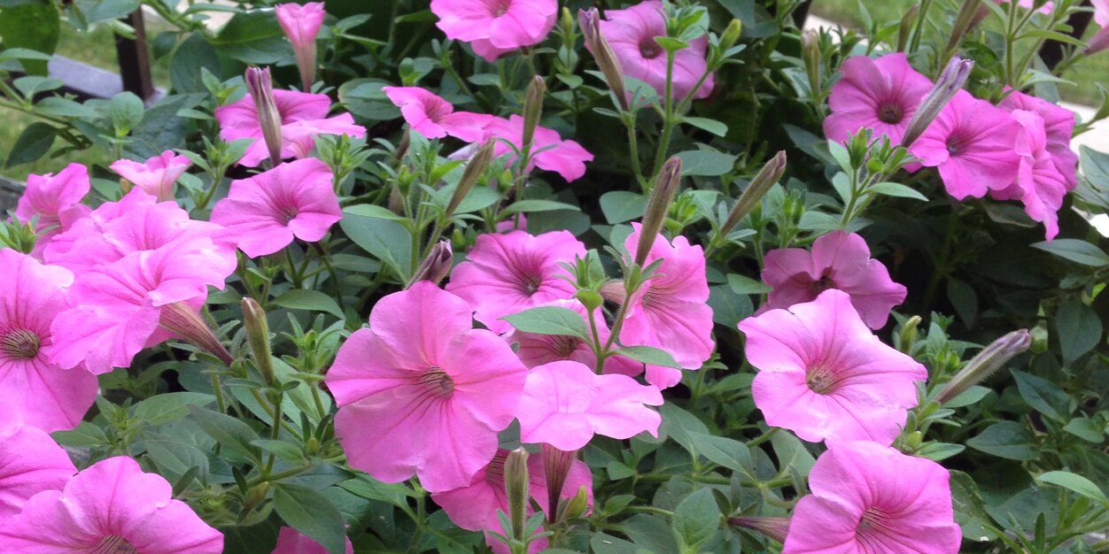 jen showalter [ greenwalt ] banner