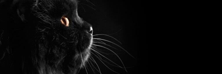 iguchagas's profile banner image