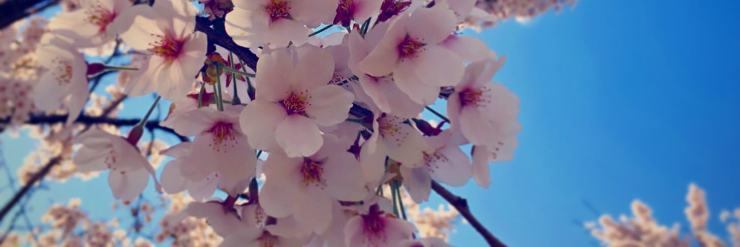 NChomomo's profile banner image