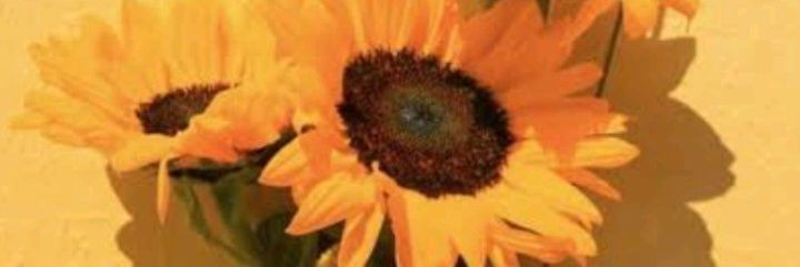 intaannpe's profile banner image