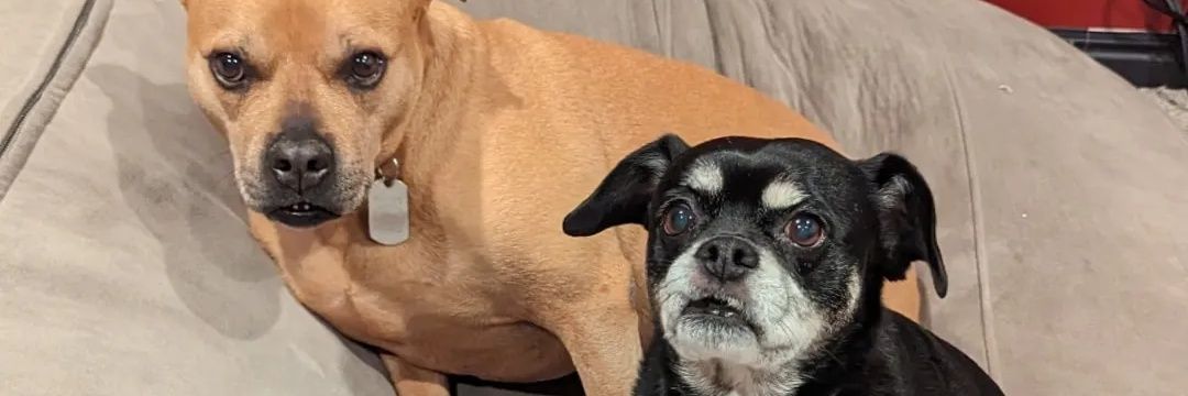 Mrs Whathefucksit banner