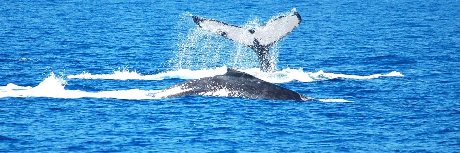 Jacob Vestergaard banner