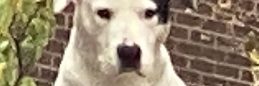 tzonefan's profile banner image