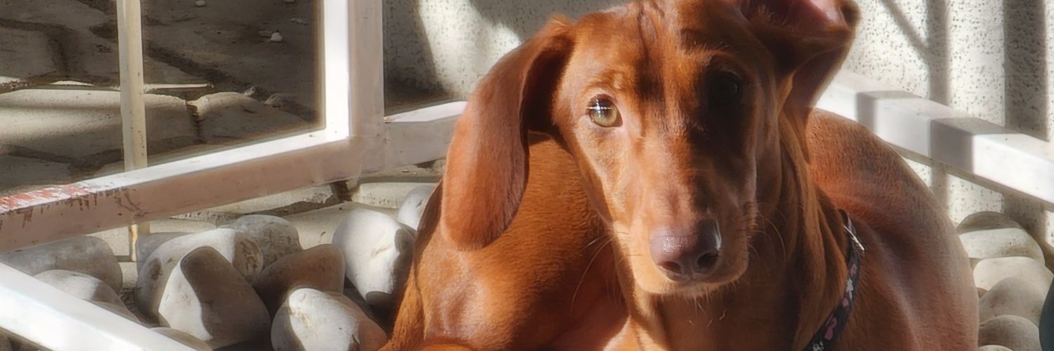 fonzitoot's profile banner image