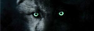 apengdicitis's profile banner image