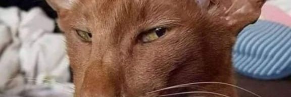 Mr_EL22's profile banner image