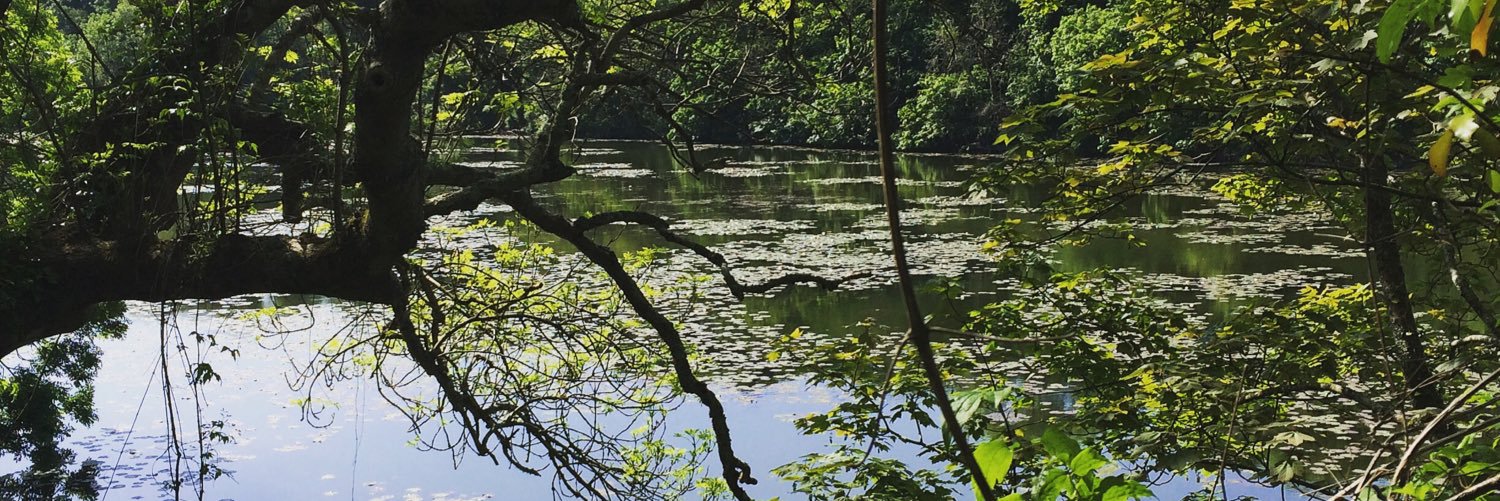 Alison Kirkbright banner