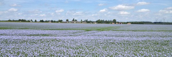 Bluesy27 Profile Banner