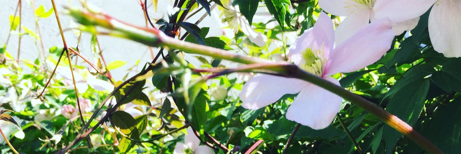 gemmaschierbeek's profile banner image