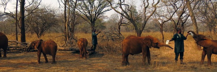 Game Rangers International banner