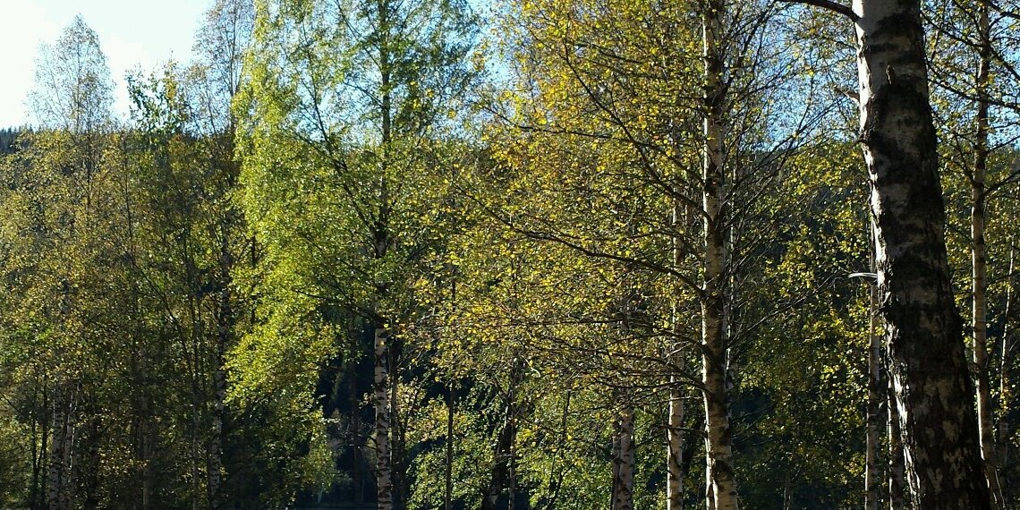 oerka's profile banner image