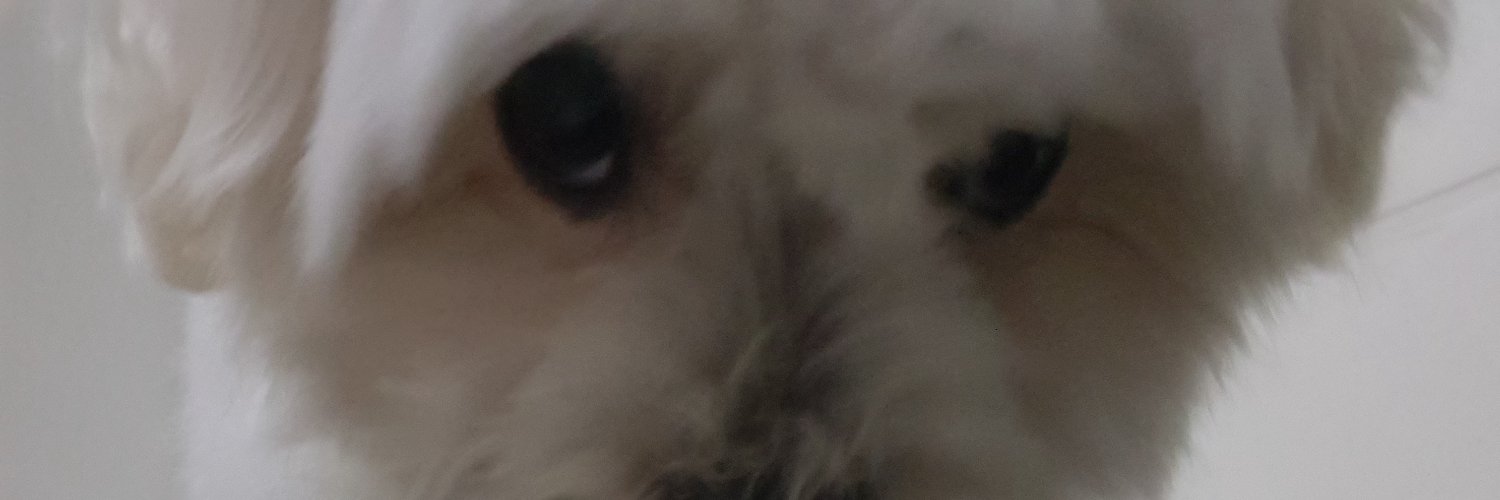 O Ouriço Pigas banner