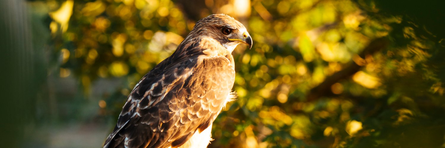 Coda Falconry banner