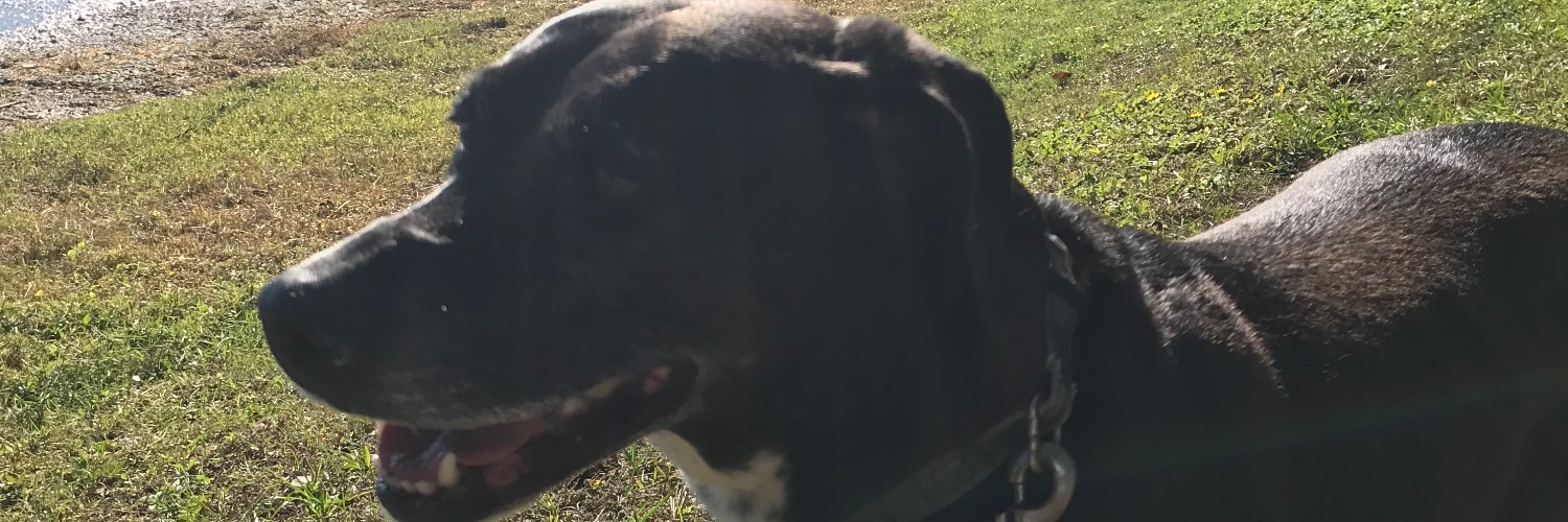MrShow's profile banner image
