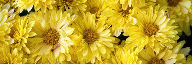 Yellow_Rays's profile banner image