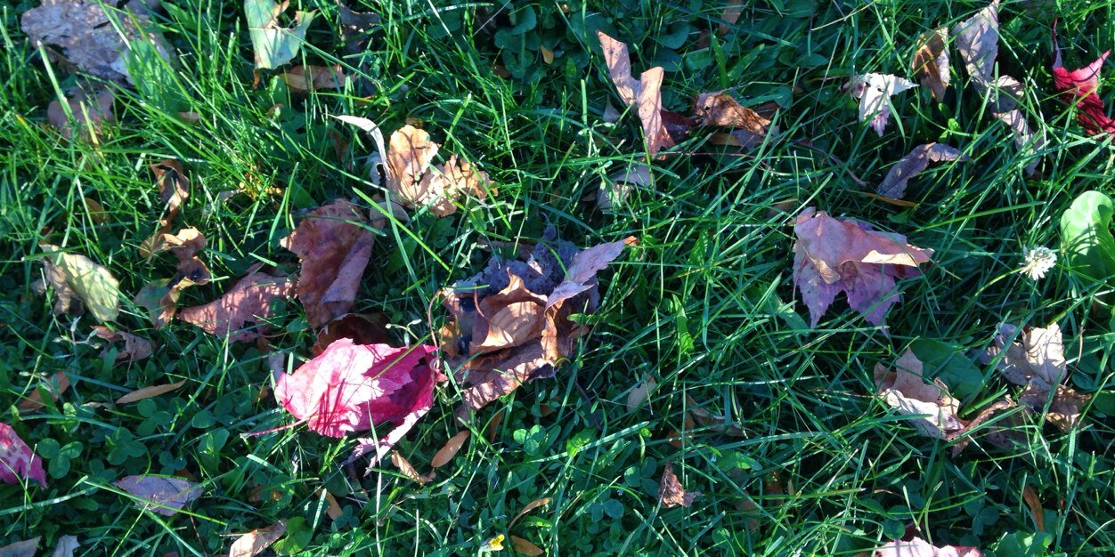 Jennifer Choi banner