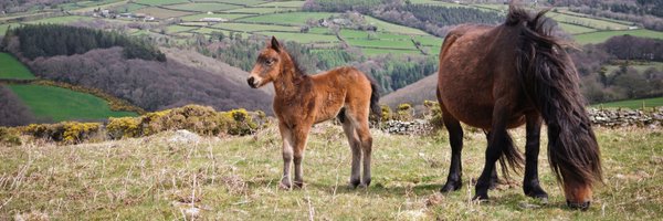 WMNHorses Profile Banner