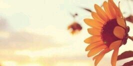 alempd's profile banner image