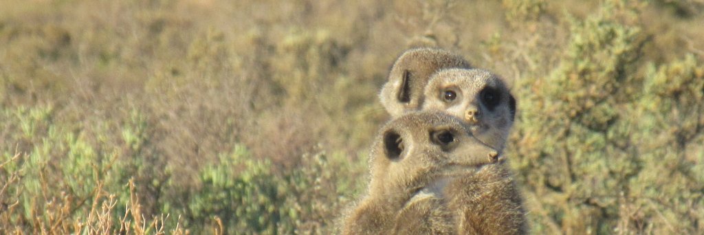 Stéphanie Ayrault banner