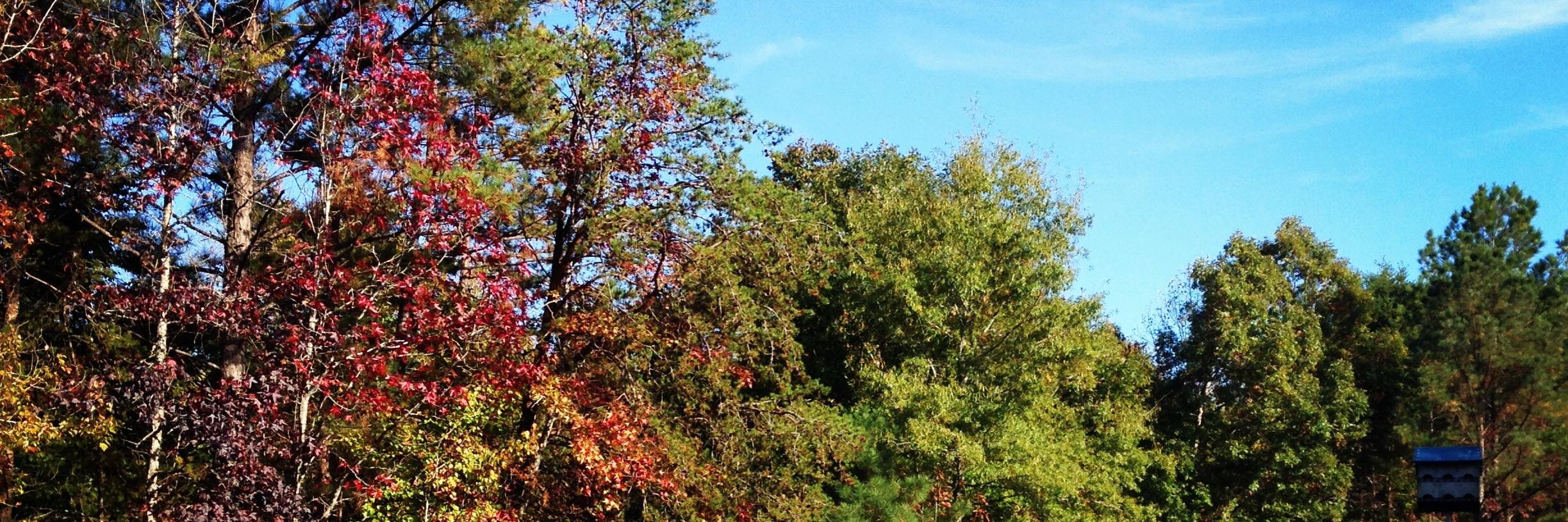 EllieOhlman's profile banner image