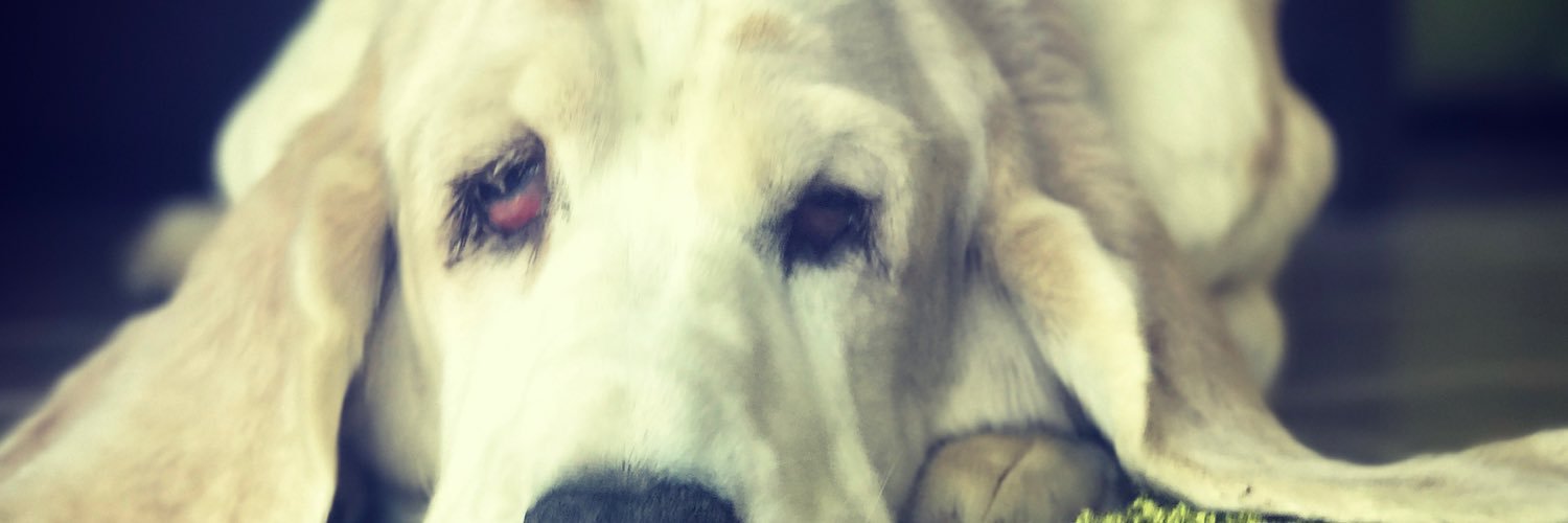 ZCarey's profile banner image